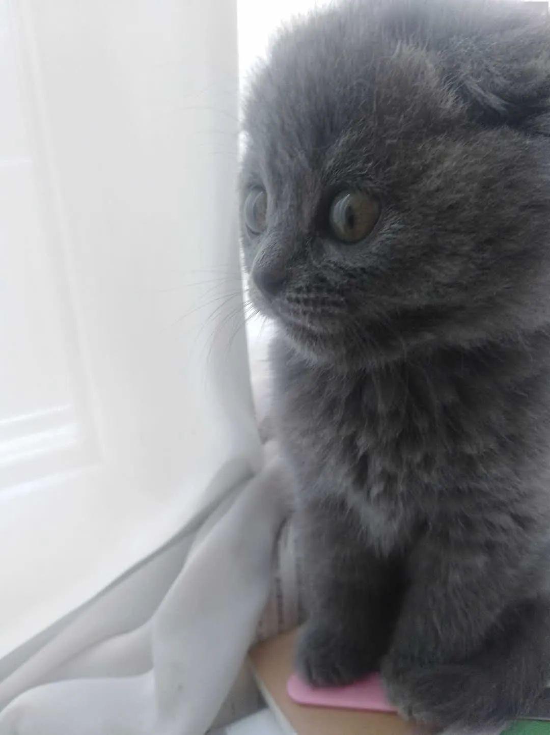 高贵冷艳的蓝猫糖豆,私底下居然这么可爱?