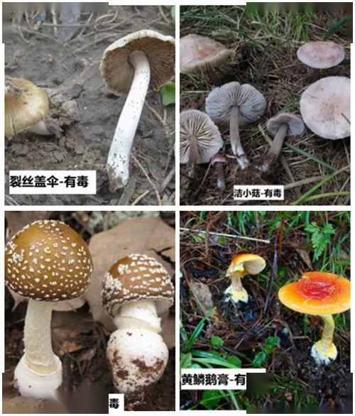 东方人 这些野生蘑菇千万别吃!详细图示教你辨别→_amanita