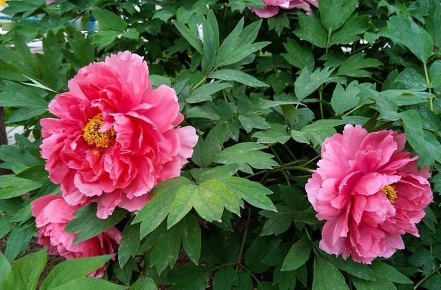 牡丹花一般能开几天 157b08ea17784300b5f97033f5ae3d19.jpeg