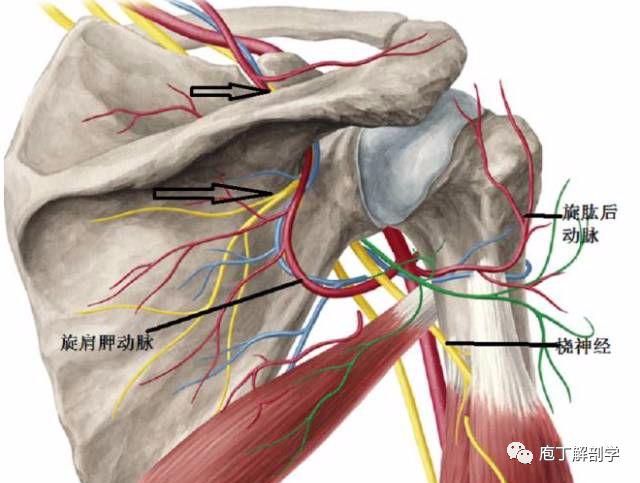 【干货】体表神经解剖大全_肩胛