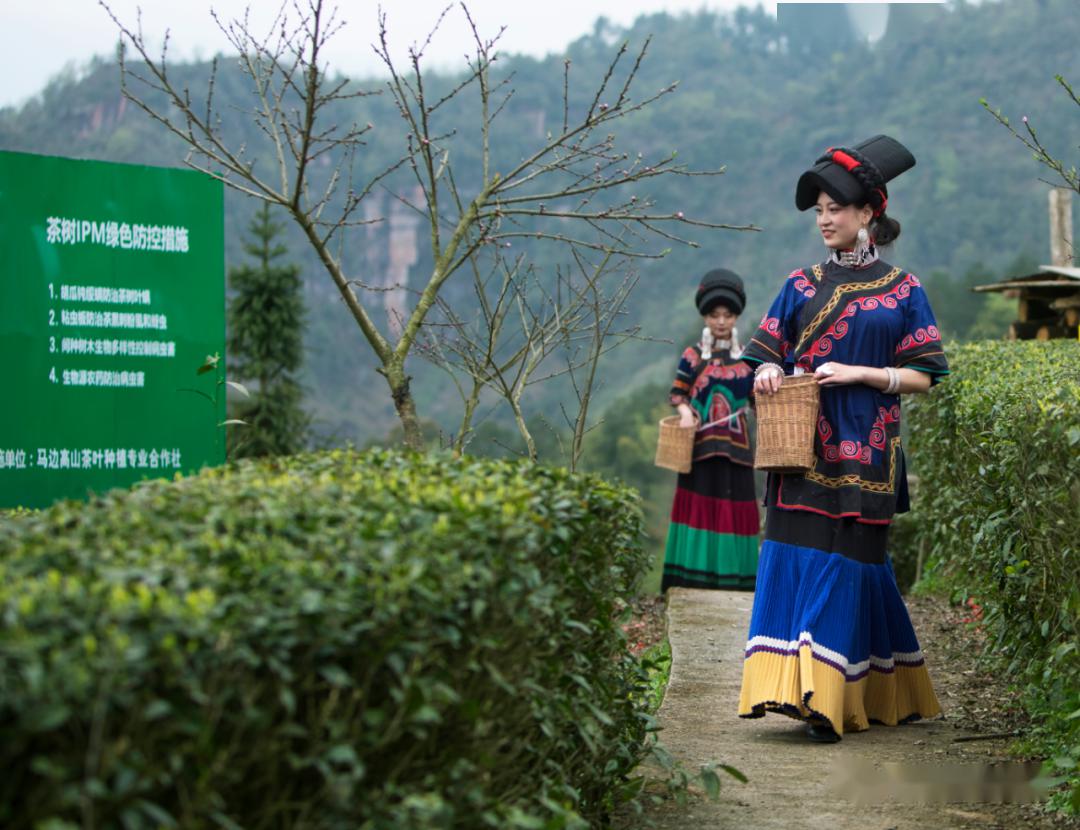 向阳茶园鱼仓山茶园井池沟茶园柏香茶园袁家溪生态茶园马边绿茶马边产