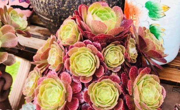 魔法师多肉怎么浇水 1d6e498c5d2b49289e5961dd10ebab84.png