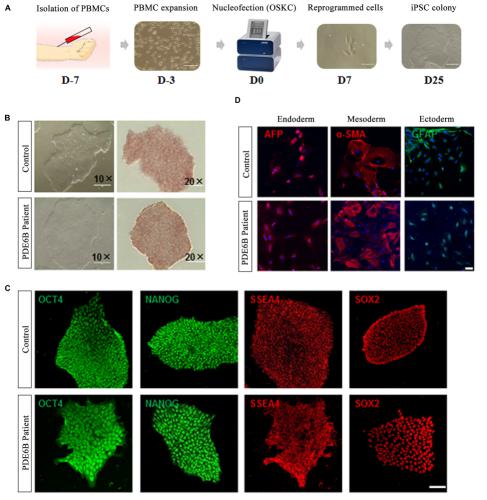 采患者及一正常对照的外周血,用血液单核细胞进行i psc的诱导(图2 a)