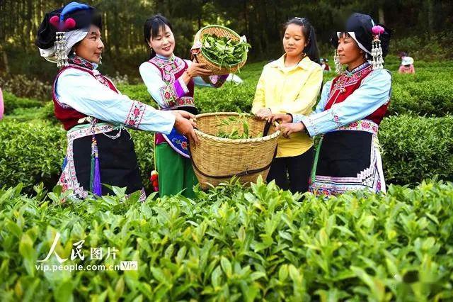 云南巍山:彝族茶农开采高山生态茶