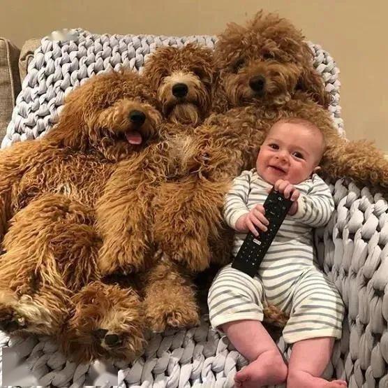 「自带」这个宝宝简直人生赢家！一出生就有三个真实版的抱抱熊陪伴