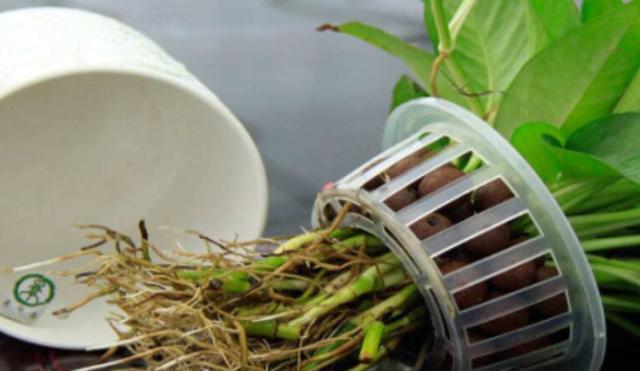 怎样才能不长绿藻 33047b31aef44e5fa70611f88f7fc618.jpeg