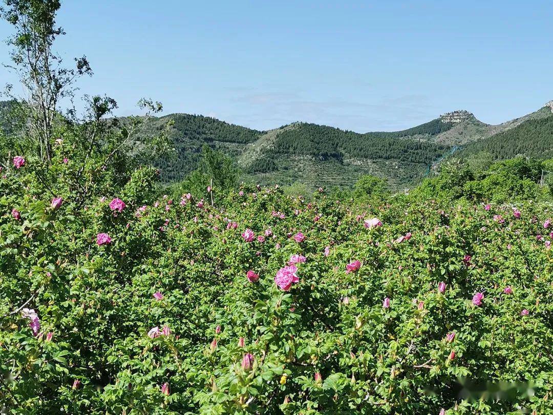 赏花,闻香,品花茶-五月初夏 大黑山玫瑰开成海_青州