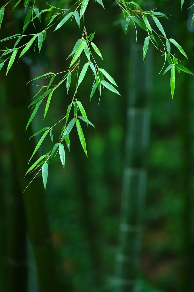 立夏| 风暖人间草木香