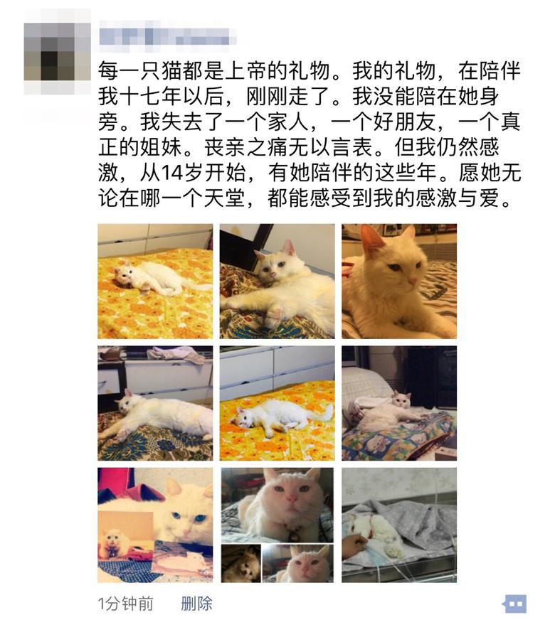 “我以为自己对猫的感情没有那么深，直到它离开的那一天…”