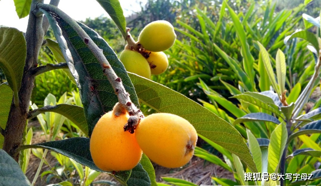 吃什么对肺好处最好 42119a231a3e4a628e68f533aaadd003.png