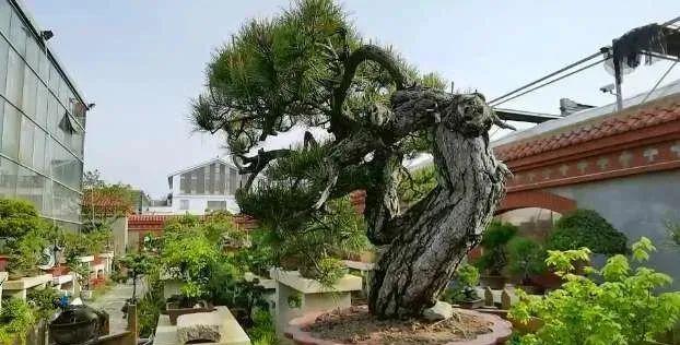 如皋国际园艺城有一棵松王盆景树龄逾千年依然挺然屹立傲苍穹