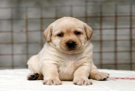 拉布拉多智商排名_黑色拉布拉多智商排名(3)