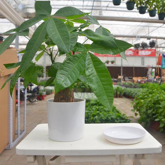 树是什么时候释放氧气 4c0fc349a4134214bf3f1fc9e867bf5f.jpeg