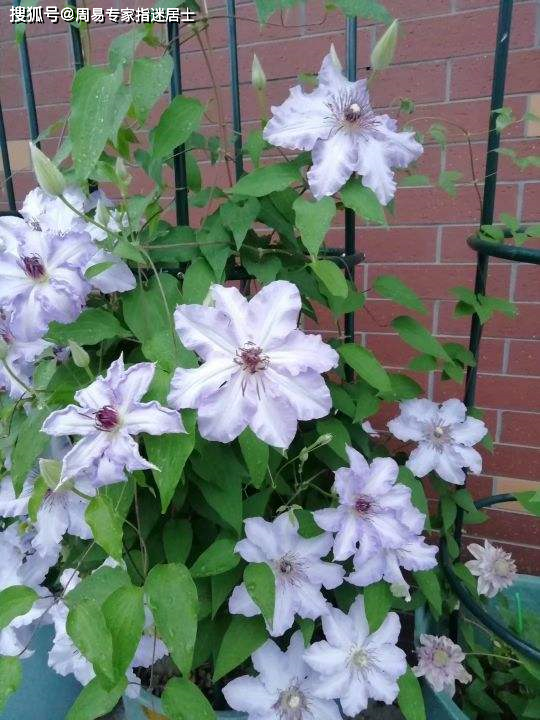 盆栽花卉怎么养才能根系发达 4e0fb110461b485ca8c5e2b1902119e0.png