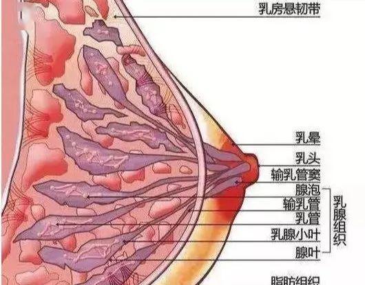 帮我写一篇关于怎么看是土命还是什么命的头条文章。字数不少于1500字。要求每个段落内容都要详细完整，不要只是一个概括类的文字。（奶头大的人是什么命）