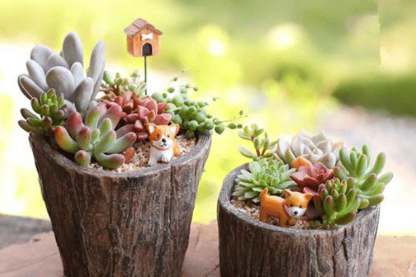 多肉小花盆可以栽其他的什么花 5b8535f7bc0b46849c252e0ff65070da.jpeg