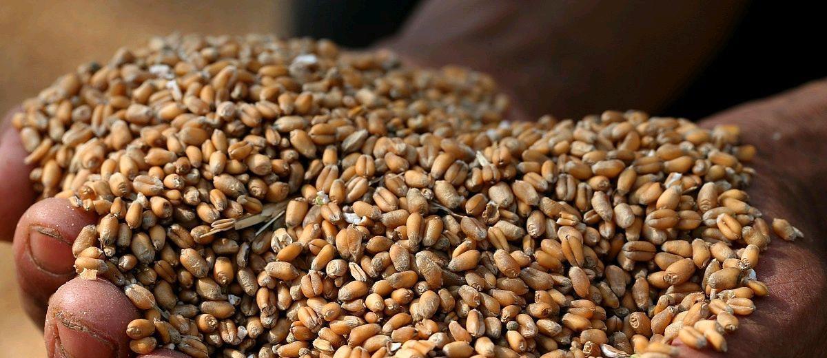 世界主要粮食种类 69392eed448448918f764d4201261258.jpeg