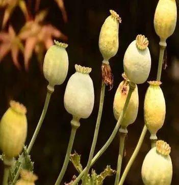 罂粟的危害罂粟植株果实可提取鸦片,鸦片提纯物即为海洛因,这两种毒品