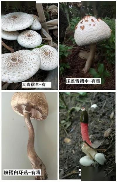 大家,这些野生蘑菇千万别吃!详细图示教你辨别