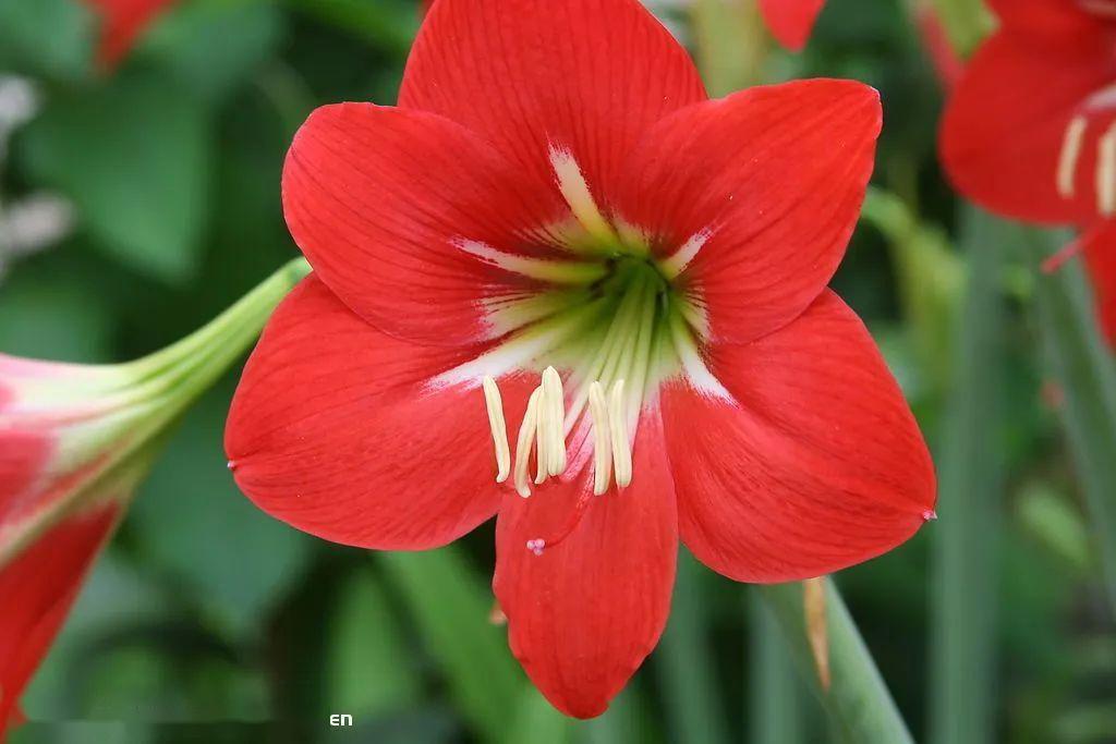 朱顶红02别名:对红,对对红拉丁学名:hippeastrum vittatum(ait.