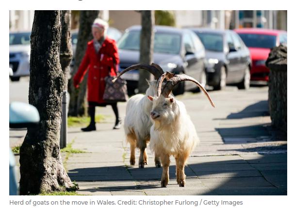 害羞的野山羊也来城里逛街了威尔士海岸小镇兰迪德诺llandudno英国