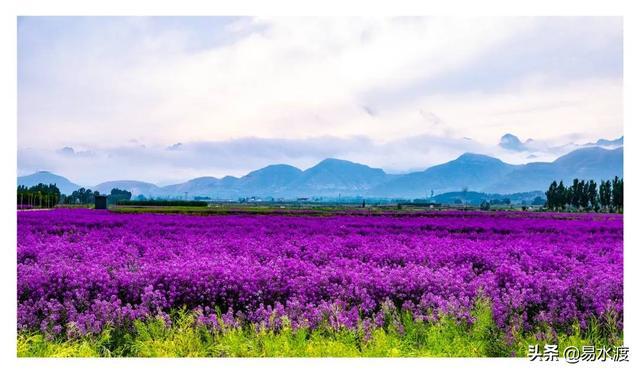 雨后的狼牙山万亩田园花海蓝香芥盛开玫瑰绽放