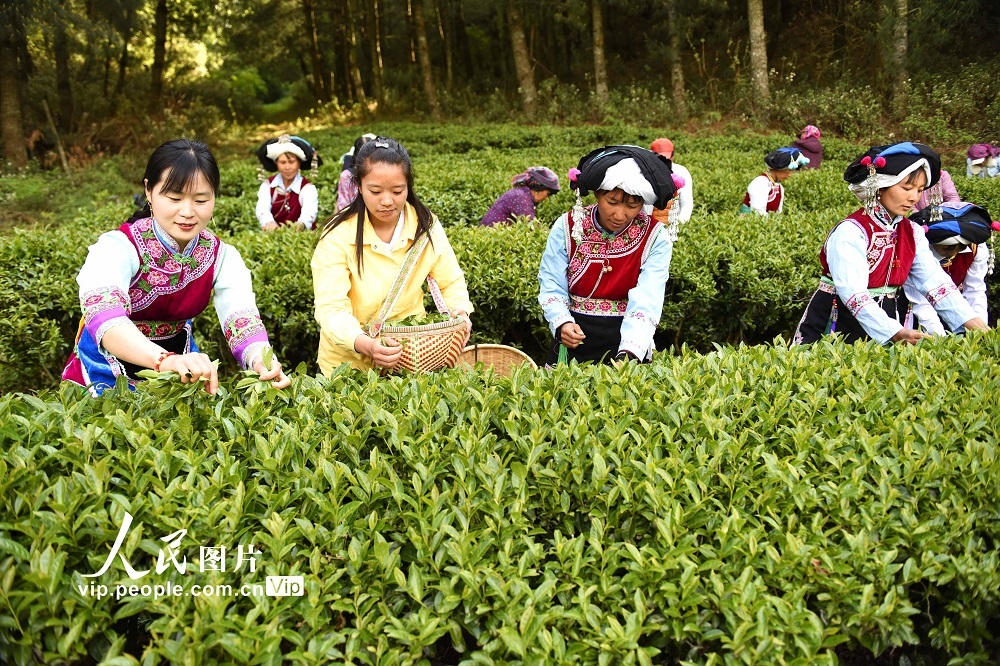 云南巍山:彝族茶农开采高山生态茶