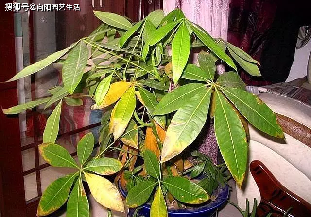 「错误」叶子发黄打蔫，错误在这“6点”，多数花友都做过家庭养花