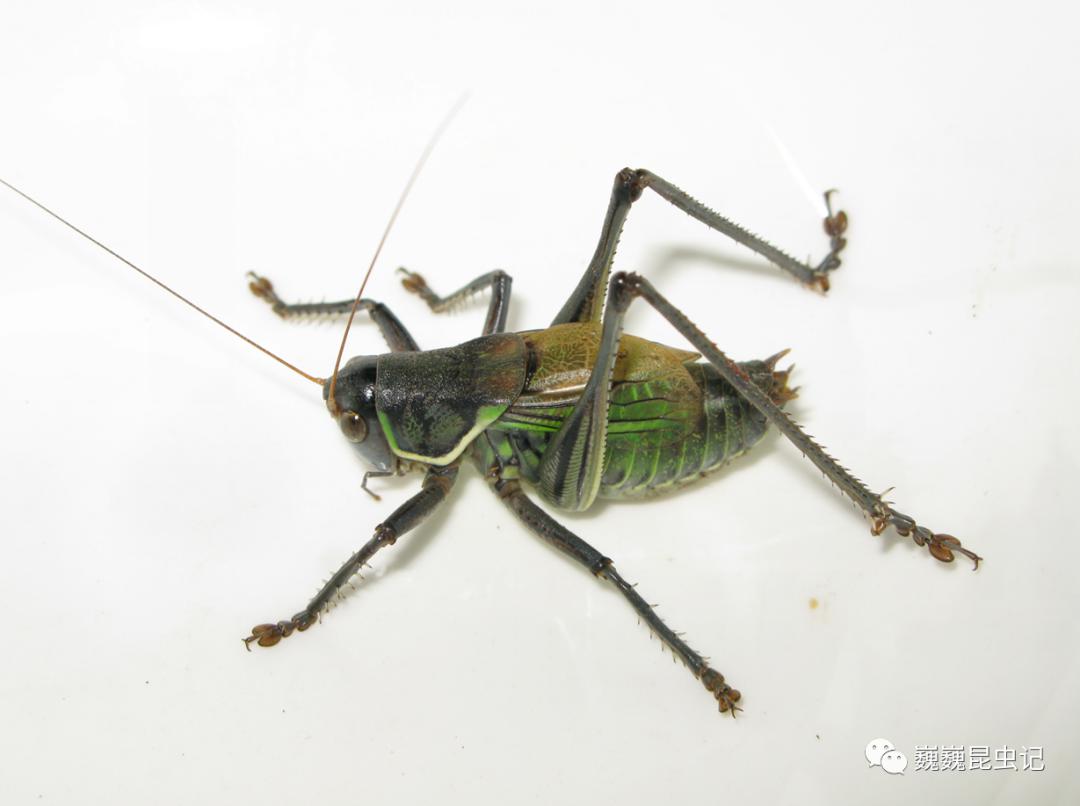 虫研捷报世界上发现首个能够发出超声的蟋蟀