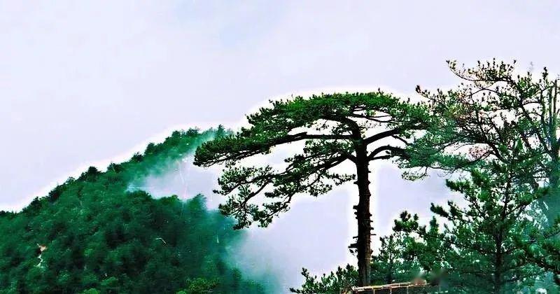 松”，这颗古松立于石阶半道，树身枝分两杈，一枝刺青天，一枝瞰群峰。