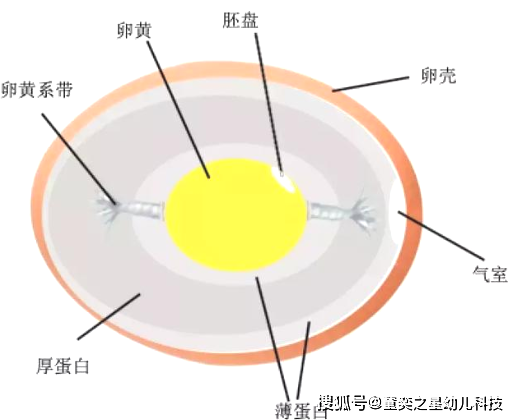 鸡蛋去淤青的原理_鸡蛋消除淤青的原理基本与热敷是一致的,另外鸡蛋因为含有较多的蛋白质