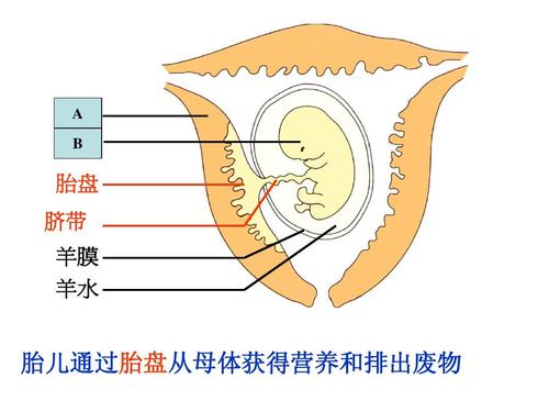 做完试管婴儿后,吃胎盘可以补充身体营养?