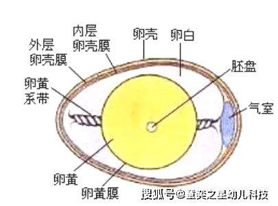 鸡蛋去淤青的原理_鸡蛋消除淤青的原理基本与热敷是一致的,另外鸡蛋因为含有较多的蛋白质