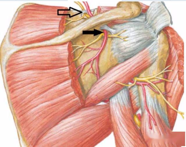 继而肩胛上神经急转绕过肩胛冈,穿过由肩胛下横韧带和肩胛冈组成的骨