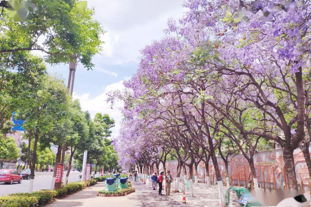 满城尽是浪漫紫,昆明"网红路"蓝花楹大道来袭,250余棵梦幻紫美出天际!