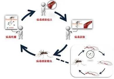 夏眠不觉晓,处处蚊子咬 ——蚊子会传播新冠病毒吗?新