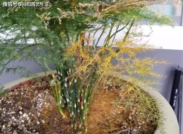 「错误」叶子发黄打蔫，错误在这“6点”，多数花友都做过家庭养花