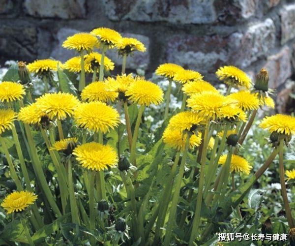 婆婆丁的功效作用 ddce2a4a7a6746ef971ca532b37b8285.jpeg