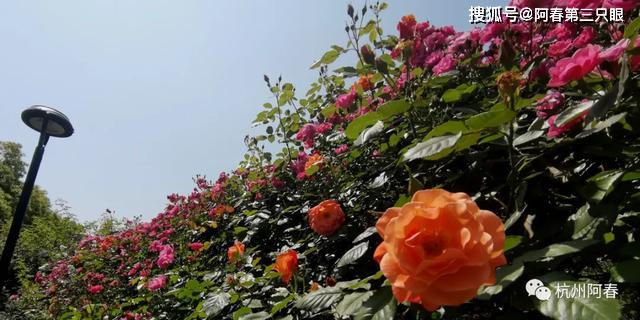 e2d57ae6c50a44cbbaf4aac6c8734a88.jpeg