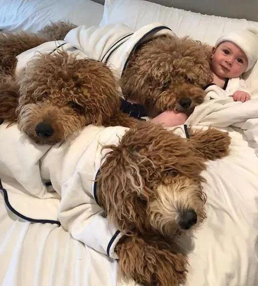 「自带」这个宝宝简直人生赢家！一出生就有三个真实版的抱抱熊陪伴