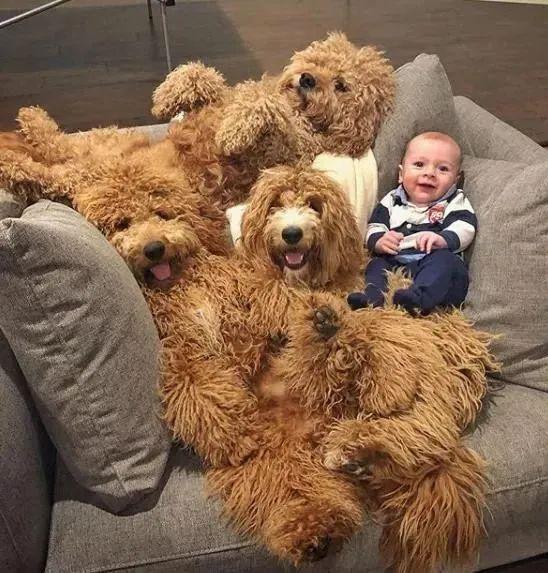 「自带」这个宝宝简直人生赢家！一出生就有三个真实版的抱抱熊陪伴