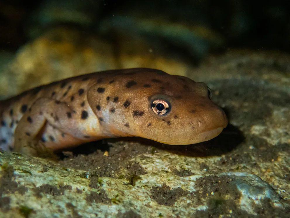 蛇是爬行还是两栖动物 ef8f7ab0c32c4d798aa13188525ba39d.jpeg