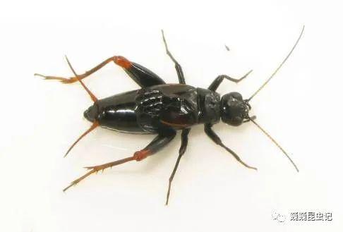虫研捷报世界上发现首个能够发出超声的蟋蟀