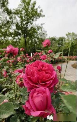 玫瑰花怎么养才能开的多 f7e1366d55264b40921c2bac390eee9d.jpeg