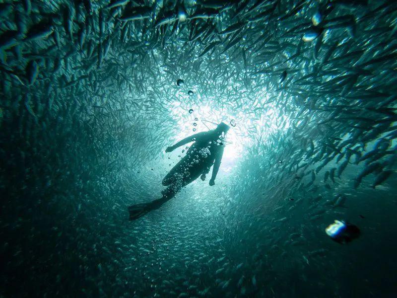 体验官公布丨潜探超级生命大熔炉，加拉帕戈斯逐舞锤头鲨_潜水