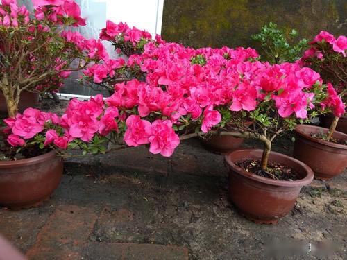 杜鹃花一年开几茬花 fc76f7b582b94b538eceb64df1f47acf.jpeg