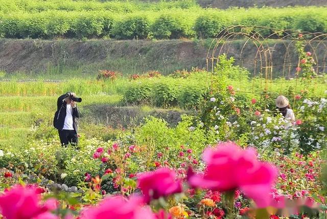 汉中芳香花谷玫瑰园5月6日临时闭园的公告5月10日恢复开放