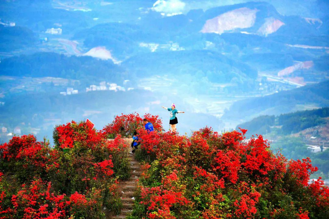 黄平大高山杜鹃花迎风怒放,藏身于苗岭深处的红色美景