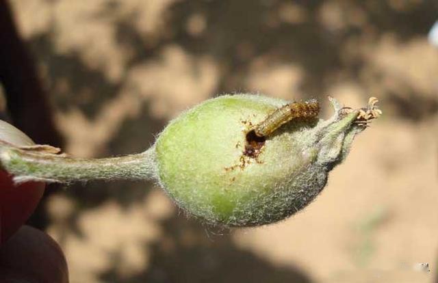 这个新药将果树上的蚜虫,绿盲蝽,钻心虫等6种害虫全采北死