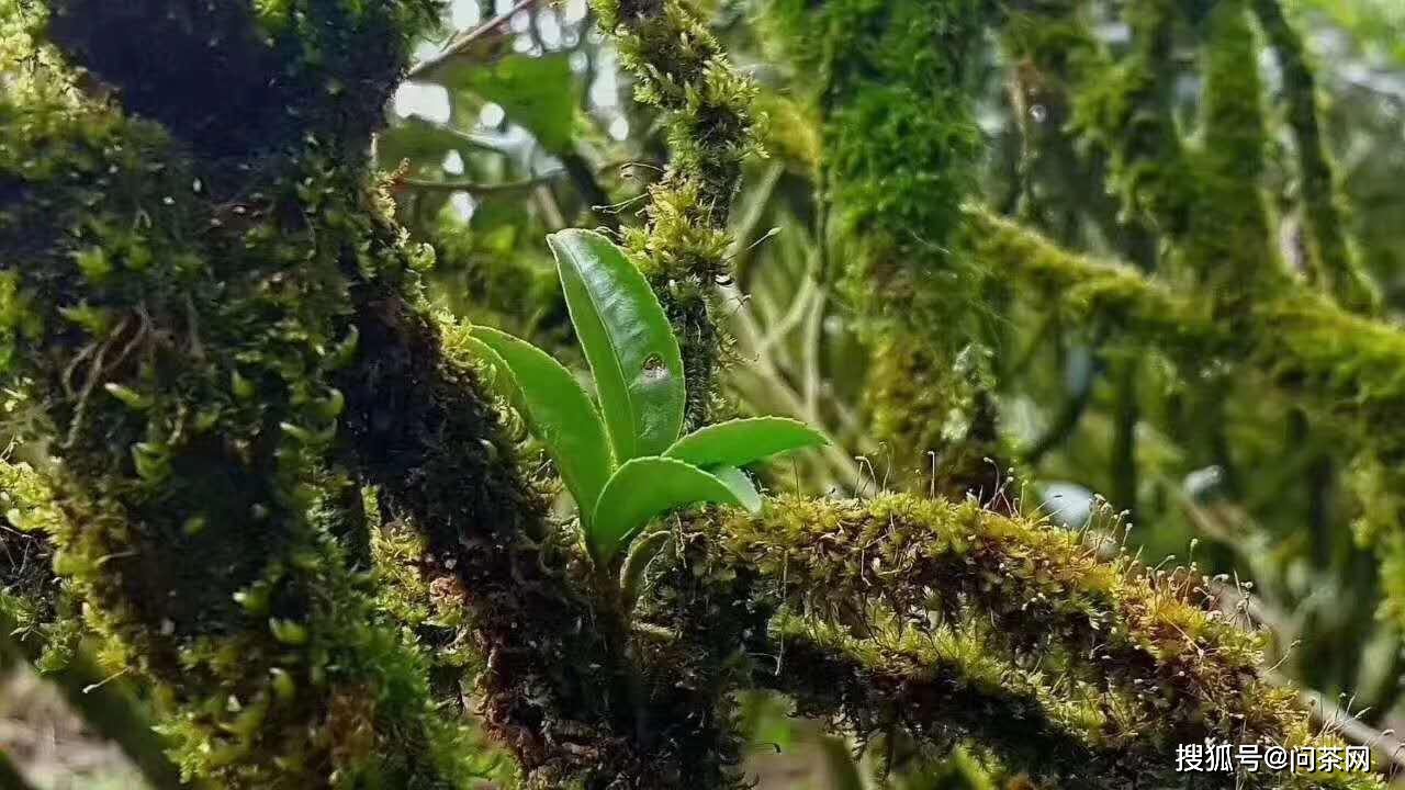 问茶会解析武夷山老枞水仙是什么茶,是什么味道?_茶树